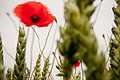 Galerie photo de Sandrine/Fleurs/coquelicots 2