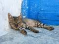 Galerie photo de Sandrine/Les chats/chats de Tunisie